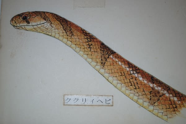 カミソリククリィヘビ ニョロおやじの 爬虫類 両生類 イラスト集 カミソリククリィヘビ ニョロおやじの 爬虫類 両生類 イラスト集