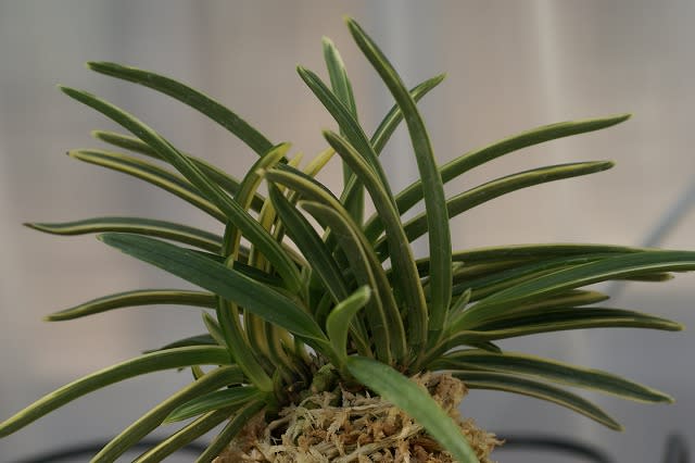 富貴蘭 五十鈴川羆(本芸品小木)