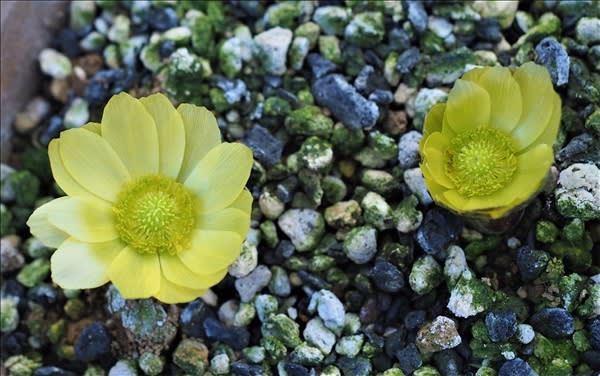 福寿草がやっと咲きました 今年のトップバッターは 白宝 と 爪折笠 の 山の花は友達