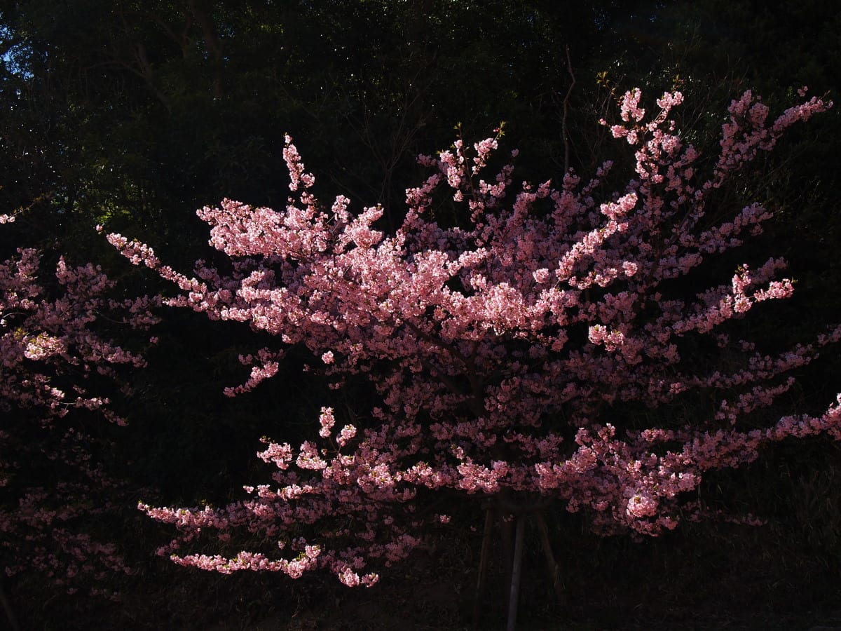 安泰寺 ~河津桜が満開~の画像