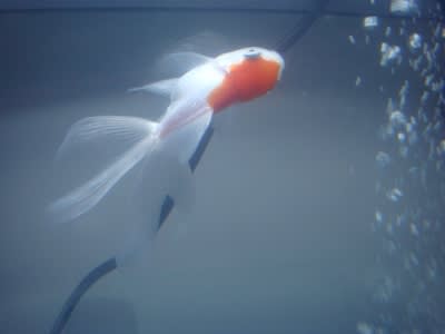 転覆させてしまった 金魚 In 香港