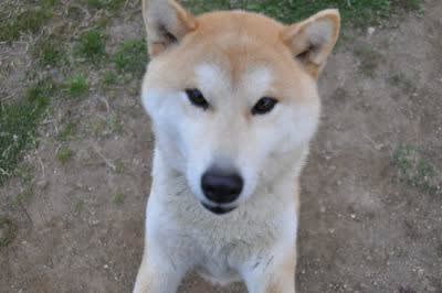 コワモテの新顔 おっさんひとり犬いっぴき