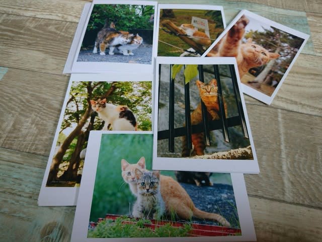 大阪 猫のイベント めざせ ハピニャン 写真展でのグッズ販売 猫の日 イベント めざせ ハピニャン 外猫さんを応援しています