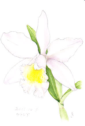 夏に咲いたカトレア イラスト 花を描いたポストカード