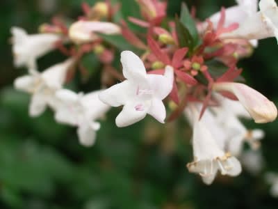 生垣の小花 アベリア ｎｉｗａ ｎｉｈａ ｈａｎａ 庭には花