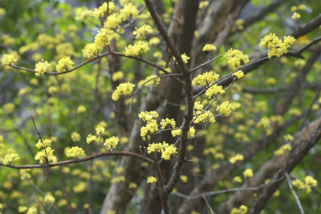 サンシュユ 桜に先んじて春に咲く花木は1月18日の誕生花 Aiグッチ のつぶやき