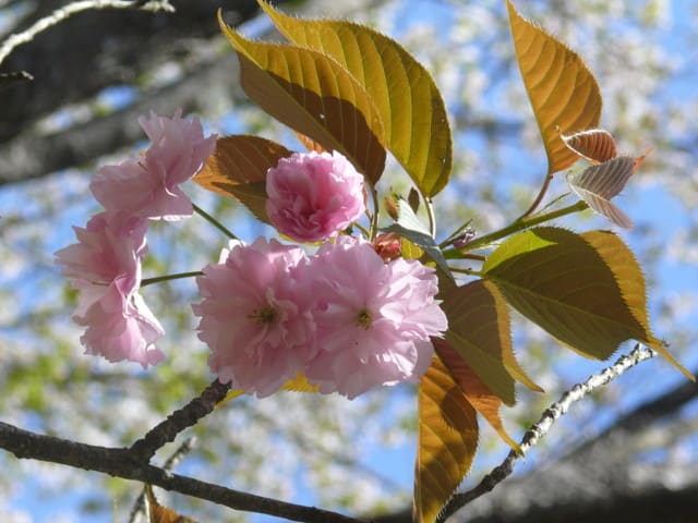 北上市 みちのく民俗村 の桜 関山 かんざん せきやま 17年5月3日 水 Peaの植物図鑑 北上市 みちのく民俗村 の桜 関山 かんざん せきやま 17年5月3日 水 Peaの植物図鑑