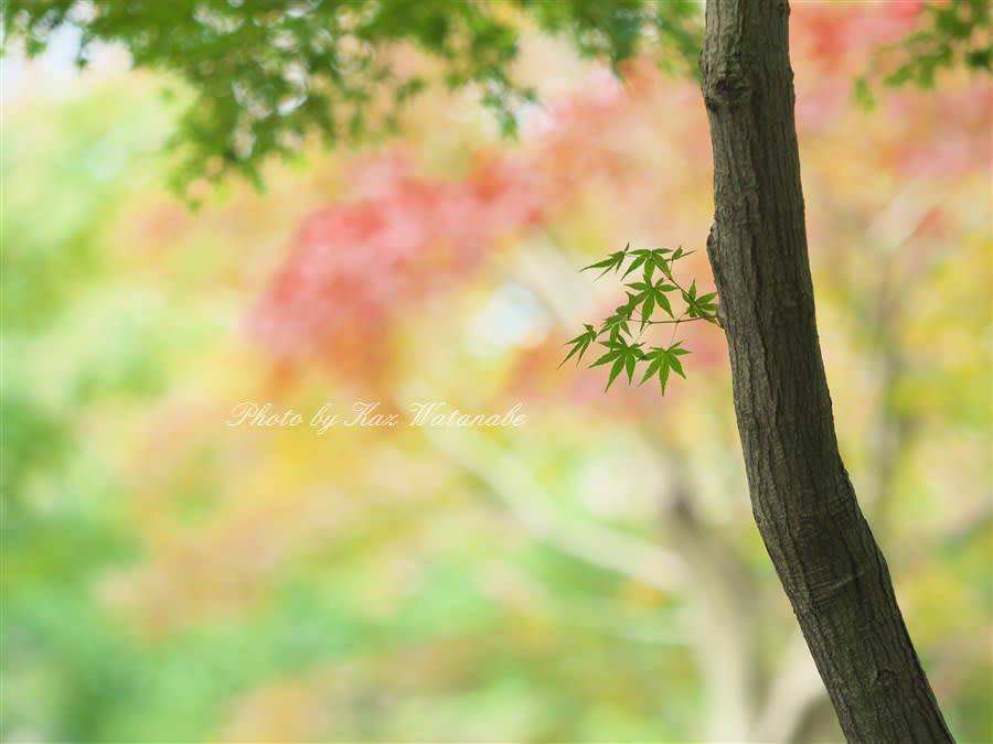 紅葉情報 岡山後楽園10月26日 Take It Easy パパールの雑記帳 別館