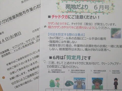 6 5 チャドクガの駆除 人生ブンダバー