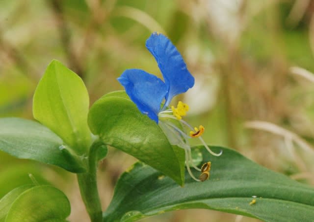 1年草ながら繁殖力の強いツユクサ 井伊影男の植物観察 1年草ながら繁殖力の強いツユクサ 井伊影男の植物観察