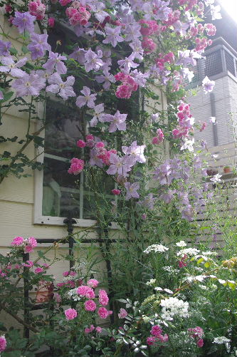 バラの誘引 アーチ仕立て フェンス仕立て 小さな庭の花日記