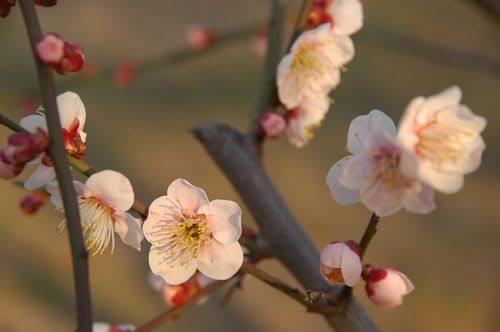 ume0028.jpg: 梅の花