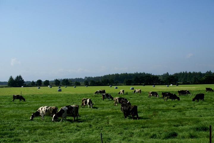 秋草を食む牧の牛い回む風 鴻風俳句教室