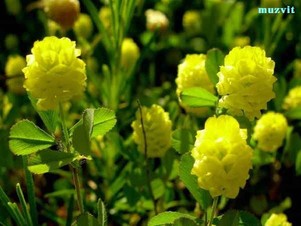 トリフォリウム・カンペストレ Trifolium campestre - The wild 