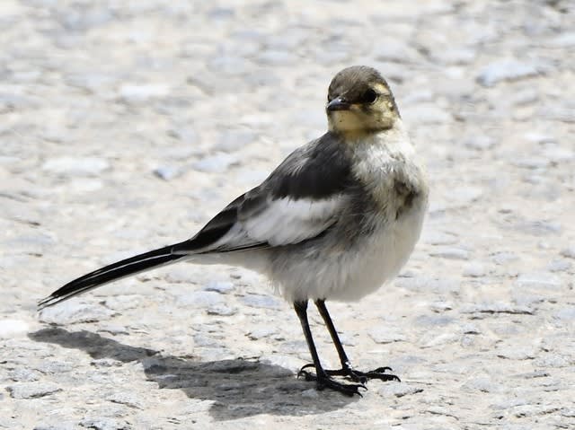 セグロセキレイのひな 鳥 連続写真 掲載中