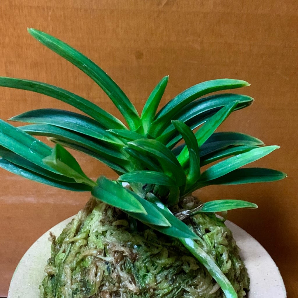 富貴蘭　黒鷺 黒燿 - 純風満蘭 富貴蘭・風蘭ブログ 着生蘭よもやま話