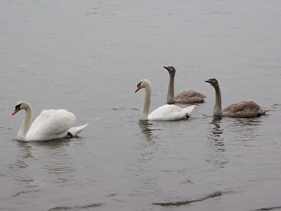 白鳥の子どもたち 山中湖観光情報ブログ Goo版