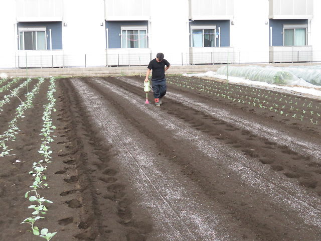 大根部会 センチュウ対策緑肥試験区の 播種 ゲリラ豪雨 Kishi1生産履歴