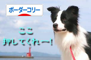 日本ブログ村 犬ブログ ボーダーコリーへ