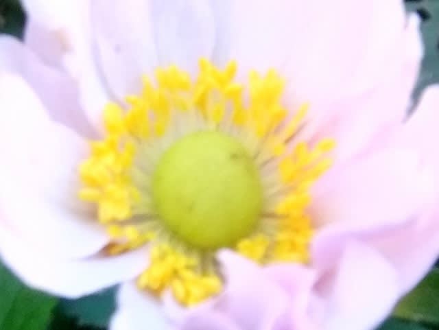 シュウメイギク