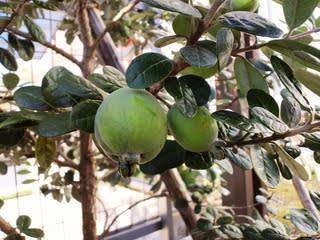 フェイジョア Le Feijoa Goyavier Du Bresil Chocolat Cuisine フェイジョア Le Feijoa Goyavier Du Bresil Chocolat Cuisine