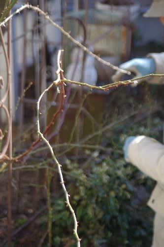 バラの誘引にチャレンジ 小さな庭の花日記2 バラの誘引にチャレンジ 小さな庭の花日記2