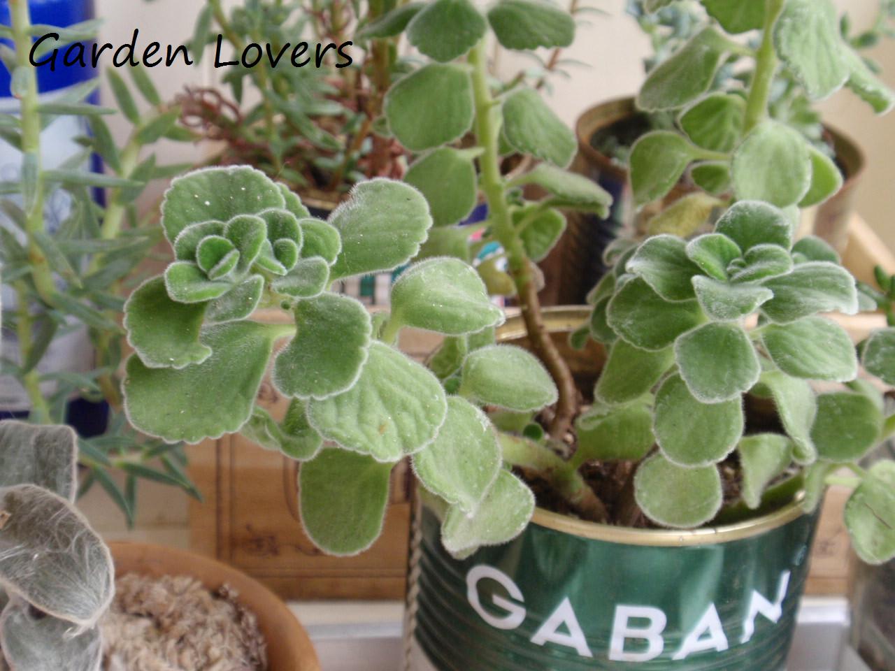 09年9月のブログ記事一覧 2ページ目 garden lovers 09年9月のブログ記事一覧 2ページ目 garden lovers