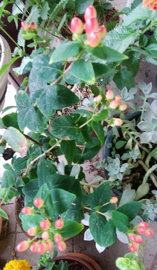 鉢植えのランタナ 2種咲き始めています てるみんのニットカフェ