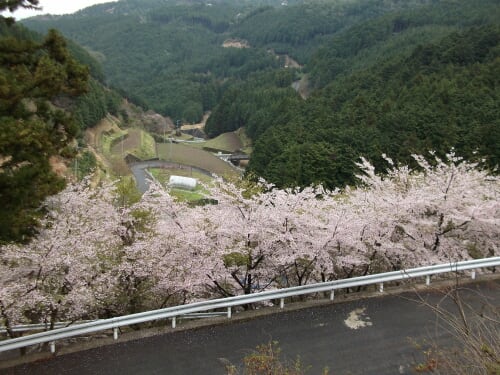Sakura0003