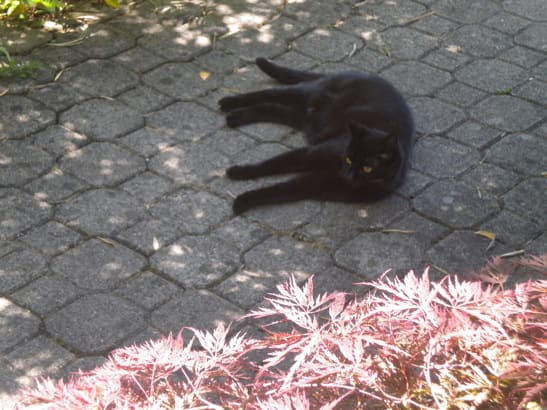 黒猫のハクセリ アロマな毎日 In スイス