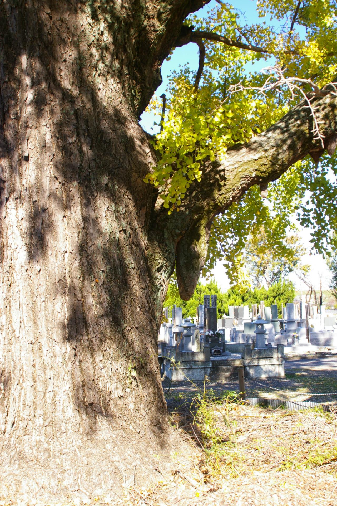 埼玉県加須市、大越徳性寺のイチョウです!! ビーズうさぎのハナちゃんです!! 埼玉県加須市、大越徳性寺のイチョウです!! ビーズうさぎのハナちゃんです!!