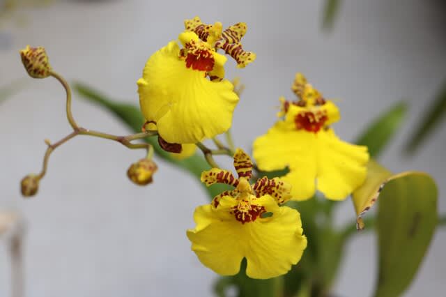 ラン 黄色い花のオンシジュウム お庭の出来事２ つづきです