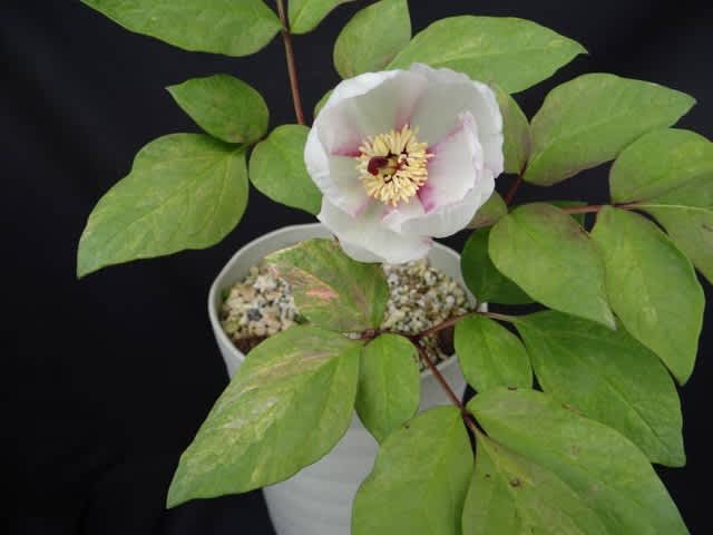 ヤマシャクヤク 山芍薬 春もみじ 斑入り 紅覆輪花 二色シベ 花 斑の多芸品で春の美しさは格別 後冴えで斑が冴える 路地裏のギボウシ