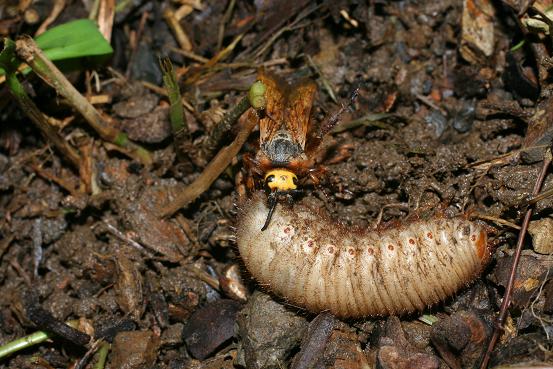 コガネムシ類の幼虫を襲うクロイワツチバチ Miracle Nature 奄美大島の自然