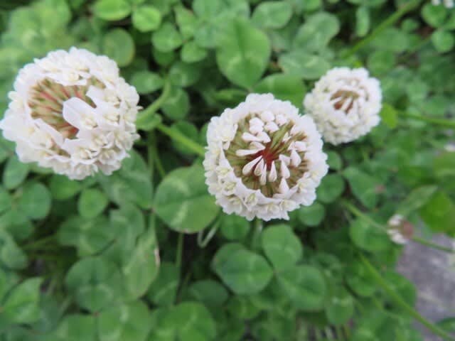 草原で馴染みの花 シロツメクサ 春の花 21 50 野の花 庭の花