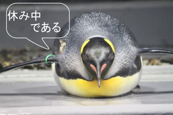 王様ペンギン寝ころび正面 ペンギン音頭