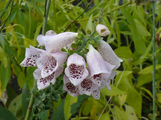 ジギタリス / キツネノテブクロ（狐の手袋） - peaの植物図鑑