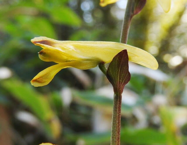 高ボッチ高原・鉢伏山の植物 ナガミノツルケマン(長実の蔓華曼)