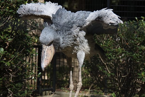 千葉市動物公園 ハシビロコウ リング無し編 Marigold Sky