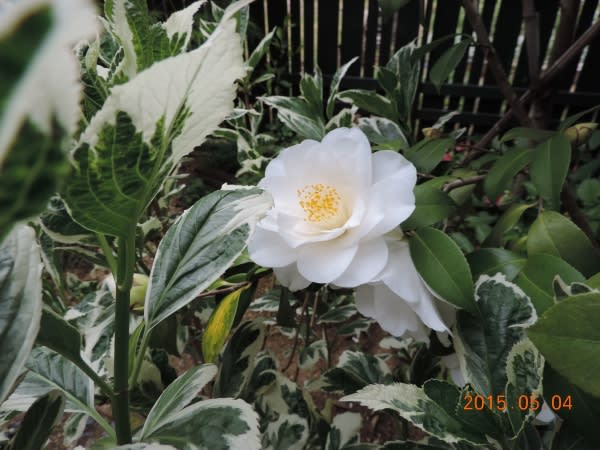 白椿とオダマキ 四季彩ガーデンにようこそ