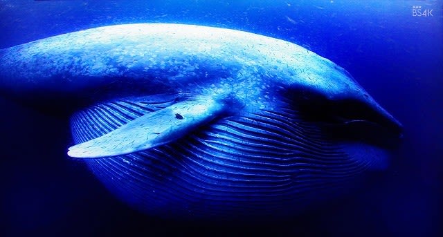 シロナガスクジラ 地球最大の動物 めいすいの写真日記