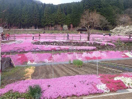 郡上八幡 國田家の芝桜 いつかはあの頂に 郡上八幡 國田家の芝桜 いつかはあの頂に