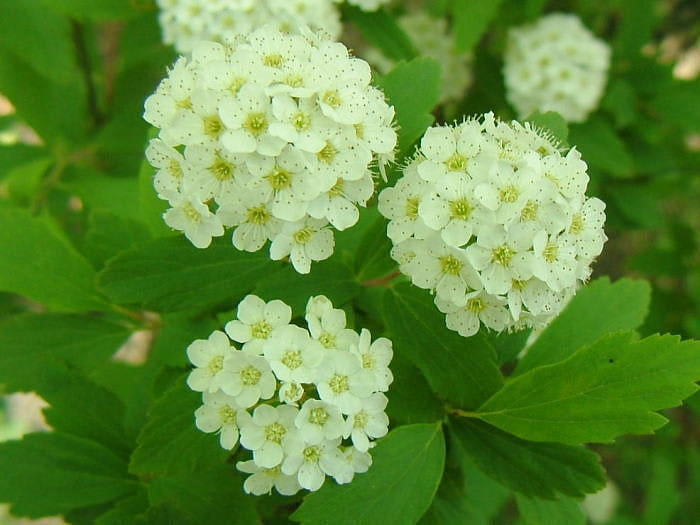 Nagai0705033 Nagai0705033