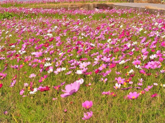コスモス畑訪問 庭の花 花遊び 山遊び