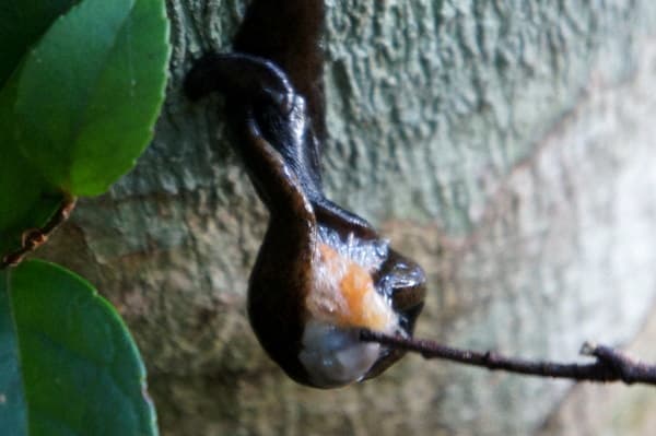 不思議すぎる生きもの コウガイビル 奄美自然観察記