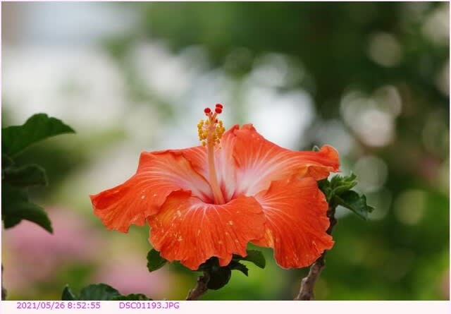 ハイビスカス 3種類が揃って開花 一重咲のオレンジ色の花 一重咲の赤い花 八重咲の赤い花 都内散歩 散歩と写真