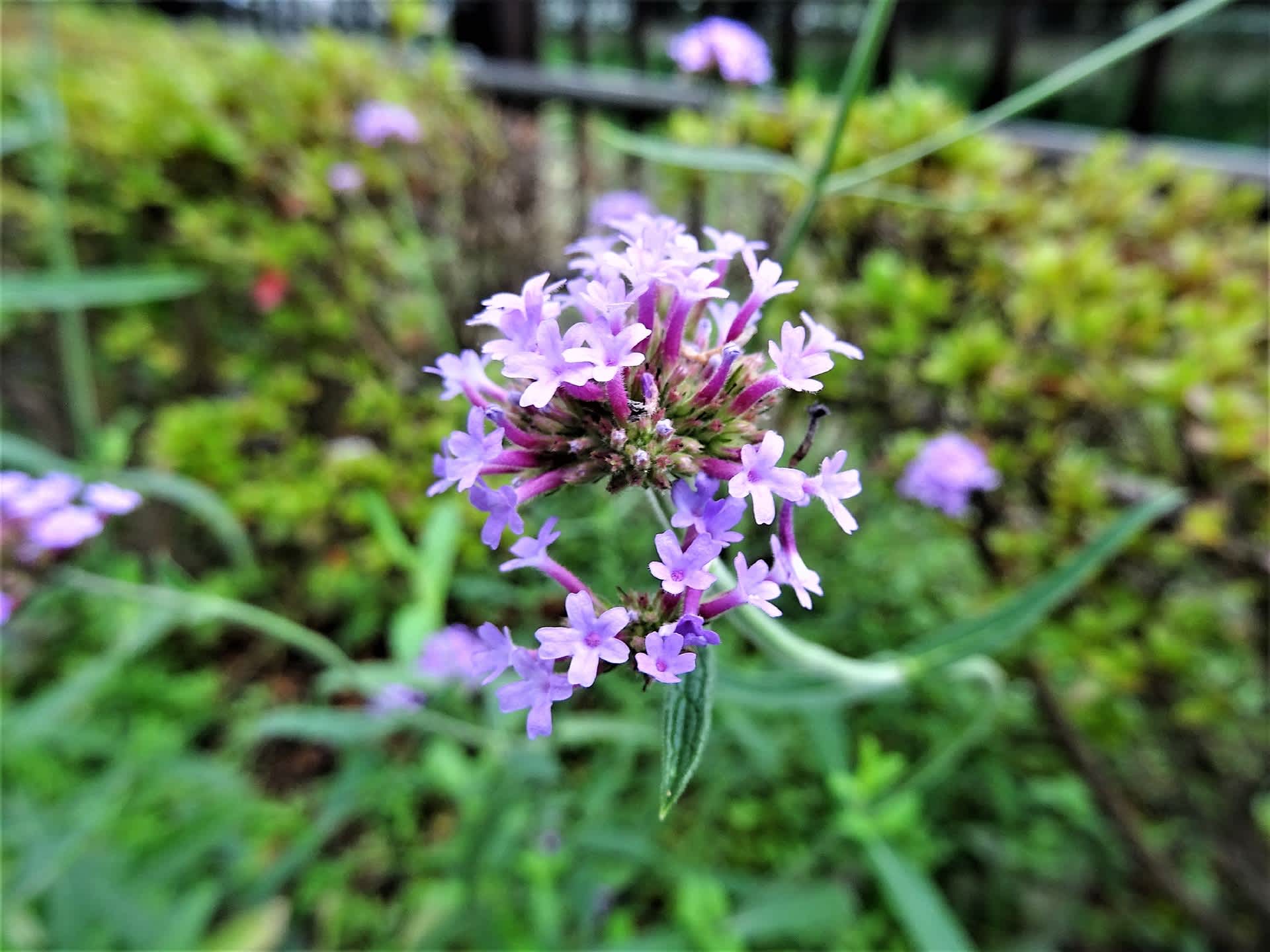 ヤナギハナガサ 柳花笠 お花や日々の出来事を ヤナギハナガサ 柳花笠 お花や日々の出来事を