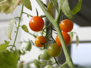 tomato04.08.06-01.jpg