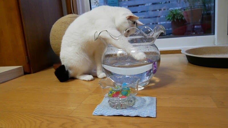 猫のるんたん金魚鉢でお魚ロボット鑑賞 叫んで みたいのおぉぉぉ
