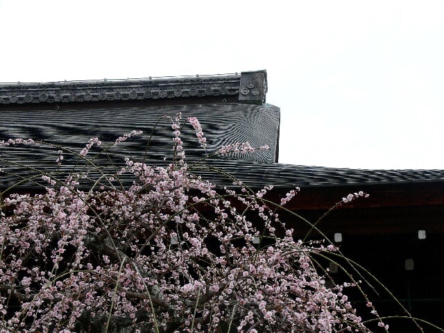 多宝殿の庭では枝垂れ梅が満開